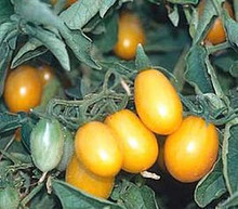 Yellow Plum Tomato