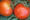 Tropic VFN Tomato