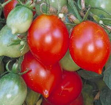 Riesentraube Tomato