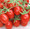 Red Plum Tomato