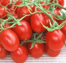 Red Plum Tomato
