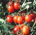 Principe Borghese Tomato