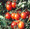 Principe Borghese Tomato