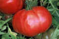 Omars Lebanese Tomato