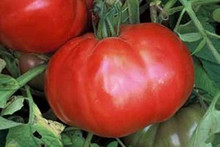 Omars Lebanese Tomato