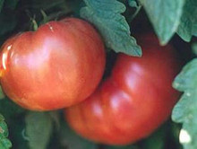 Dutchman Tomato