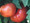 Dutchman Tomato