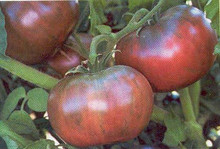 Cherokee Purple Tomato