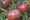 Cherokee Purple Tomato