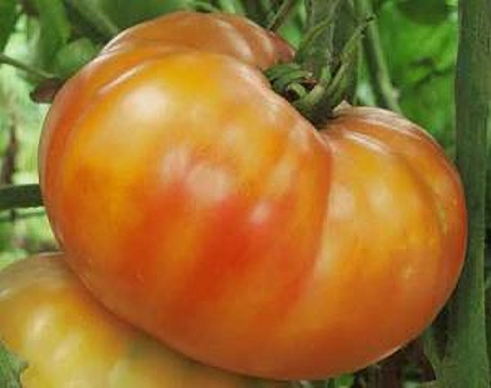 BIG RAINBOW TOMATO SEEDS 50+ Indeterminate GARDEN Vegetables SAUCE FREE