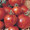Tigerella Tomato Seed