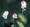Tiarella Foamflower Wherryi