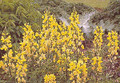 Thermopsis Caroliniana Perennial