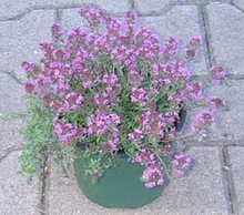 Herb Seeds - Thyme Aromatic