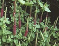 Teucrium Germander Hyrcanicum Purple Tails Perennial