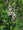 Teucrium Germander Canadense Perennial