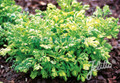 Tanacetum Matricaria  Parthenium Aurea Golden Moss Perennial Seeds