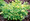 Tanacetum Matricaria  Parthenium Aurea Golden Moss Perennial Seeds