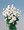 Tanacetum (Matricaria Types) Parthenium White Star Seeds
