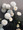 Tanacetum (Matricaria Types) Parthenium Santana White