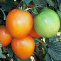 Sunray Tomato Seed