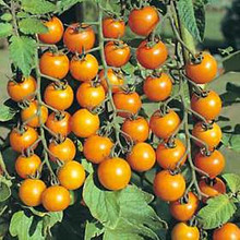 Sun Gold Tomato