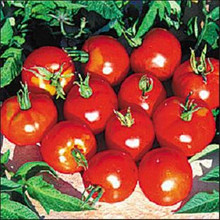 Stupice Heirloom Tomato