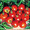 Stupice Heirloom Tomato