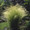 Ornamental Grass Seed - Stipa Tenuissima Angel Hair