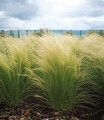 Ornamental Grass Seed - Stipa Tenuissima Pony Tails