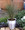 Ornamental Grass Seed - Stipa Arundinacea Pheasant Tails