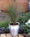 Ornamental Grass Seed - Stipa Arundinacea Pheasant Tails