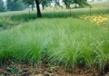 Ornamental Grass Seed - Sporobolus Heterolepis Prairie Dropseed