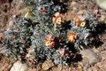 Sphaeralcea Coccinea Perennial Seeds