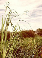 Ornamental Grass Seed - Sorghastrum Nutans