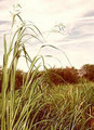 Ornamental Grass Seed - Spartina Pectinata