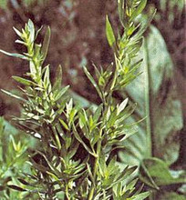 Herb Seeds - Tarragon Russian