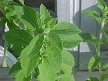 Stevia Rebaudiana