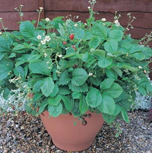 Mignonette Strawberry