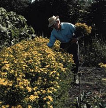 Herb Seeds - St Johns Wort