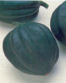 Squash Winter - Table Ace Acorn Seeds