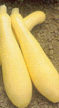 Squash Summer Early Prolific Straight Neck Seeds
