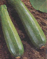 Squash Summer Aristocrat Vegetable