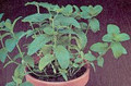 Herb Seeds - Spearmint