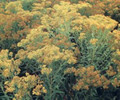 Solidago (Goldenrod) Ohioensis Perennial Seeds