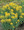 Solidago (Goldenrod) Canadensis Golden Baby Perennial Seeds