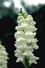 Snapdragon Rocket White