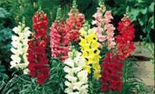 Snapdragon Tahiti Mix Annual Seeds