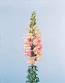 Snapdragon Rocket Orchid