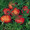 Silvery Fir Tree Heirloom Tomato